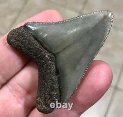 Superbly Elegant S. W. Florida Land Find Megalodon Sharktooth Fossil