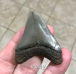 Superbly Elegant S. W. Florida Land Find Megalodon Sharktooth Fossil