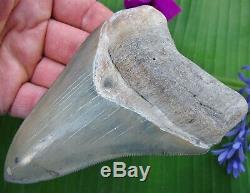Superior 4.54 Golden Beach Florida Venice Megalodon fossil Shark tooth Bitten