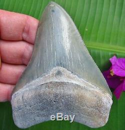 Superior 4.54 Golden Beach Florida Venice Megalodon fossil Shark tooth Bitten