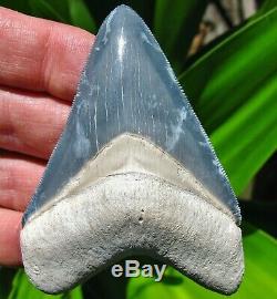 Superior Bone Valley Florida Fossil Megalodon Shark Tooth teeth gem