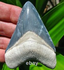 Superior Bone Valley Florida Fossil Megalodon Shark Tooth teeth gem