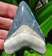 Superior Bone Valley Florida Fossil Megalodon Shark Tooth Teeth Gem