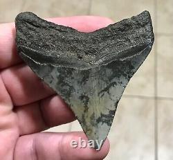 Sweet 3.22 x 2.93 Megalodon Posterior Shark Tooth Fossil SEE ALL PICS