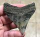 Sweet 3.22 X 2.93 Megalodon Posterior Shark Tooth Fossil See All Pics
