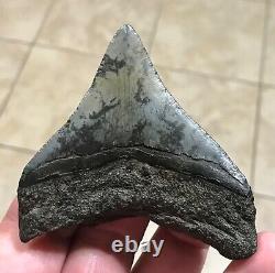 Sweet 3.22 x 2.93 Megalodon Posterior Shark Tooth Fossil SEE ALL PICS