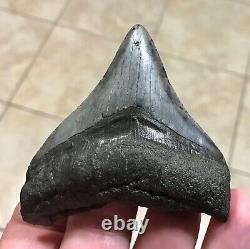 Sweet 3.22 x 2.93 Megalodon Posterior Shark Tooth Fossil SEE ALL PICS