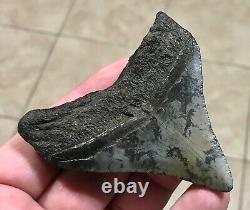 Sweet 3.22 x 2.93 Megalodon Posterior Shark Tooth Fossil SEE ALL PICS