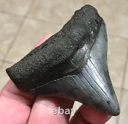 Sweet 3.22 x 2.93 Megalodon Posterior Shark Tooth Fossil SEE ALL PICS