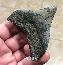 Sweet 3.22 x 2.93 Megalodon Posterior Shark Tooth Fossil SEE ALL PICS