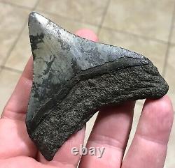 Sweet 3.22 x 2.93 Megalodon Posterior Shark Tooth Fossil SEE ALL PICS