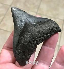Sweet 3.22 x 2.93 Megalodon Posterior Shark Tooth Fossil SEE ALL PICS