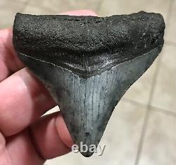 Sweet 3.22 x 2.93 Megalodon Posterior Shark Tooth Fossil SEE ALL PICS