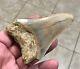 Sweet 3.71 X 2.55 Wide Indonesian Megalodon Shark Tooth Fossil