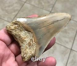 Sweet 3.71 x 2.55 Wide Indonesian Megalodon Shark Tooth Fossil