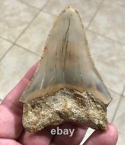 Sweet 3.71 x 2.55 Wide Indonesian Megalodon Shark Tooth Fossil