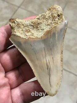 Sweet 3.71 x 2.55 Wide Indonesian Megalodon Shark Tooth Fossil