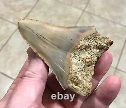 Sweet 3.71 x 2.55 Wide Indonesian Megalodon Shark Tooth Fossil