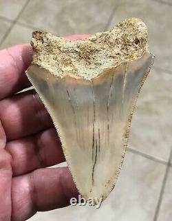 Sweet 3.71 x 2.55 Wide Indonesian Megalodon Shark Tooth Fossil