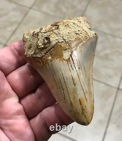 Sweet 3.71 x 2.55 Wide Indonesian Megalodon Shark Tooth Fossil