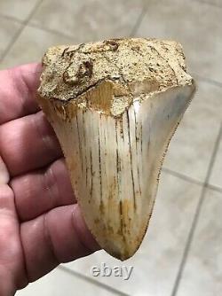 Sweet 3.71 x 2.55 Wide Indonesian Megalodon Shark Tooth Fossil