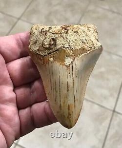 Sweet 3.71 x 2.55 Wide Indonesian Megalodon Shark Tooth Fossil