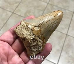 Sweet 3.71 x 2.55 Wide Indonesian Megalodon Shark Tooth Fossil