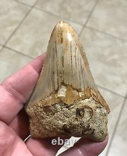 Sweet 3.71 x 2.55 Wide Indonesian Megalodon Shark Tooth Fossil