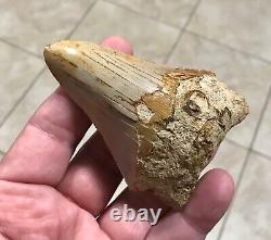 Sweet 3.71 x 2.55 Wide Indonesian Megalodon Shark Tooth Fossil