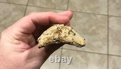 Sweet 3.71 x 2.55 Wide Indonesian Megalodon Shark Tooth Fossil
