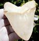 Sweet Beige Colored Bone Valley Megalodon Shark Tooth