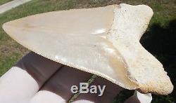 Sweet Beige colored Bone Valley Megalodon Shark Tooth