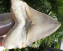 Sweet Beige colored Bone Valley Megalodon Shark Tooth
