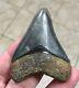 Sweet Golden Beach 2.61 X 2.0 Megalodon Shark Tooth Fossil See All Pics