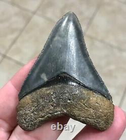 Sweet Golden Beach 2.61 x 2.0 Megalodon Shark Tooth Fossil SEE ALL PICS