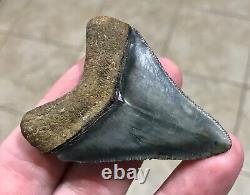 Sweet Golden Beach 2.61 x 2.0 Megalodon Shark Tooth Fossil SEE ALL PICS