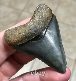 Sweet Golden Beach 2.61 x 2.0 Megalodon Shark Tooth Fossil SEE ALL PICS