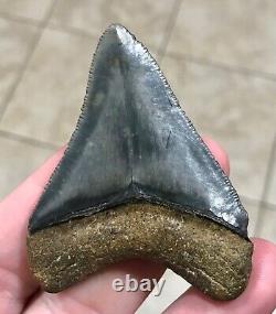 Sweet Golden Beach 2.61 x 2.0 Megalodon Shark Tooth Fossil SEE ALL PICS