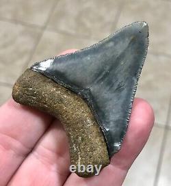 Sweet Golden Beach 2.61 x 2.0 Megalodon Shark Tooth Fossil SEE ALL PICS