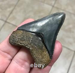 Sweet Golden Beach 2.61 x 2.0 Megalodon Shark Tooth Fossil SEE ALL PICS