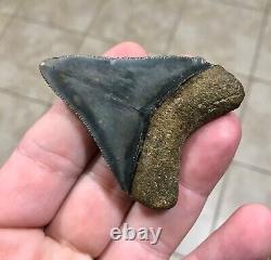 Sweet Golden Beach 2.61 x 2.0 Megalodon Shark Tooth Fossil SEE ALL PICS