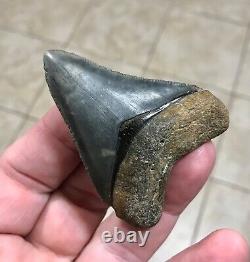 Sweet Golden Beach 2.61 x 2.0 Megalodon Shark Tooth Fossil SEE ALL PICS