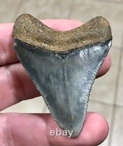 Sweet Golden Beach 2.61 x 2.0 Megalodon Shark Tooth Fossil SEE ALL PICS