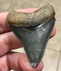 Sweet Golden Beach 2.61 x 2.0 Megalodon Shark Tooth Fossil SEE ALL PICS