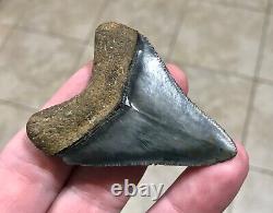 Sweet Golden Beach 2.61 x 2.0 Megalodon Shark Tooth Fossil SEE ALL PICS