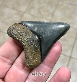 Sweet Golden Beach 2.61 x 2.0 Megalodon Shark Tooth Fossil SEE ALL PICS