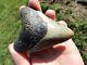 Symmetrical Fosil Megalodon Shark Tooth Nice Appearance