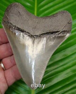 TOP 1 % MEGALODON SHARK TOOTH 4 & 5/16 in. BEST of the BEST REAL FOSSIL