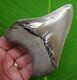 Top 1 % Megalodon Shark Tooth 4 & 5/16 In. Best Of The Best Real Fossil
