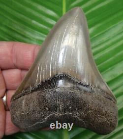 TOP 1 % MEGALODON SHARK TOOTH 4 & 5/16 in. BEST of the BEST REAL FOSSIL